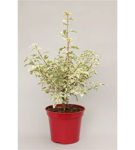 Acer campestre 'Carnival' Acer campestre 'Carnival'