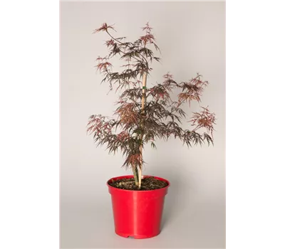 Acer palmatum 'Firecracker'