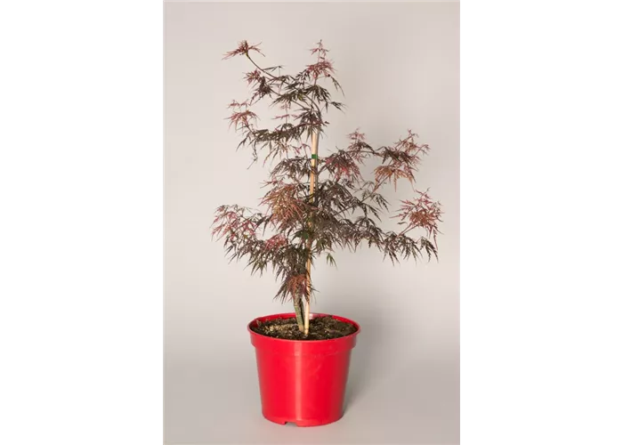 Acer palmatum 'Firecracker'
