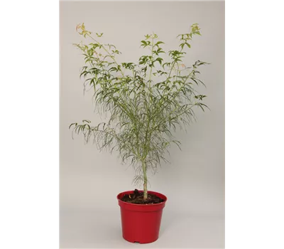 Acer palmatum 'Koto-no-ito'