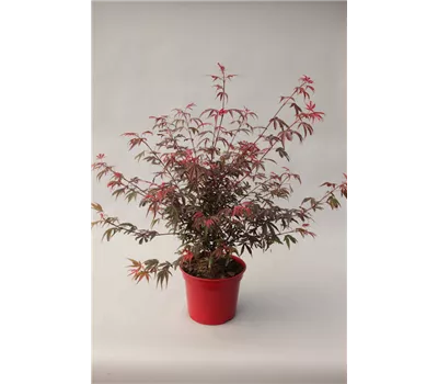 Acer palmatum 'Shaina'