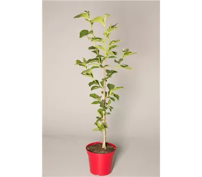 Magnolia 'Cleopatra'