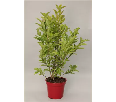 Magnolia 'Sunsation'