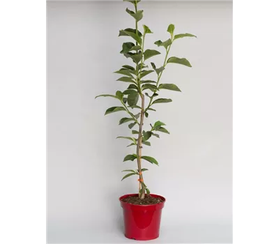 Magnolia 'Black Tulip'