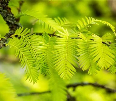 Metasequoia glyptostroboides 'Matthaie'