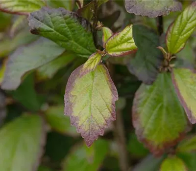Parrotia persica 'Persian Spire' Parrotia persica 'Persian Spire'