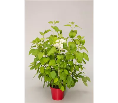 Hydrangea arbor.'Strong Annabelle' -R- Hydrangea arbor.'Strong Annabelle' -R-