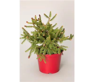 Picea abies 'Pusch' Picea abies 'Pusch'