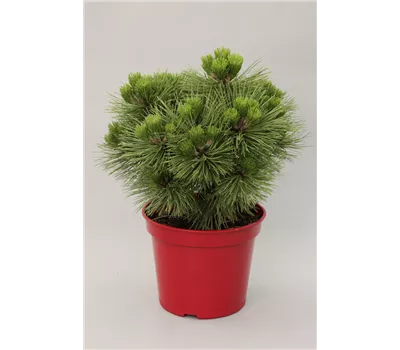 Pinus nigra 'Helga' Pinus nigra 'Helga'