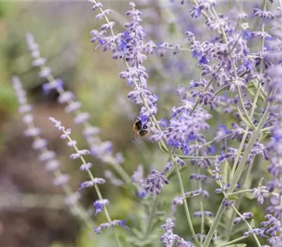 Perovskia atriplicifolia