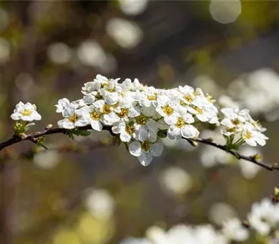 Spiraea cinerea 'Grefsheim'