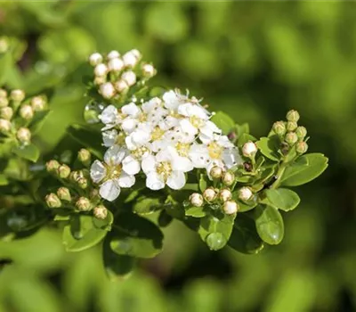 Spiraea nipponica 'Snowmound'