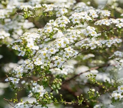 Spiraea vanhouttei