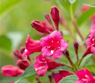 Weigela 'Bristol Ruby'