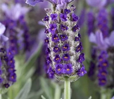 Lavandula stoechas Lavandula stoechas