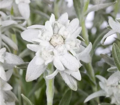 Leontopodium alpinum