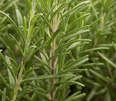 Rosmarinus officinalis Rosmarinus officinalis