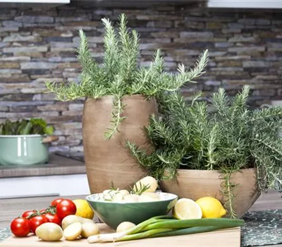 Rosmarinus officinalis 'Prostratus' Rosmarinus officinalis 'Prostratus'