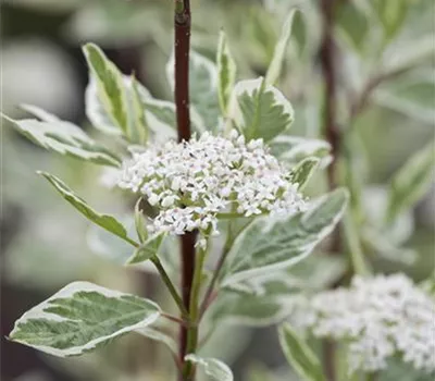Cornus alba 'Elegantissima'