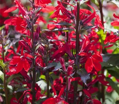 Lobelia x speciosa 'Starship Scarlet'