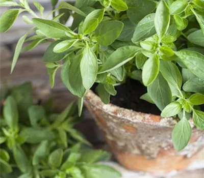 Origanum majorana Origanum majorana