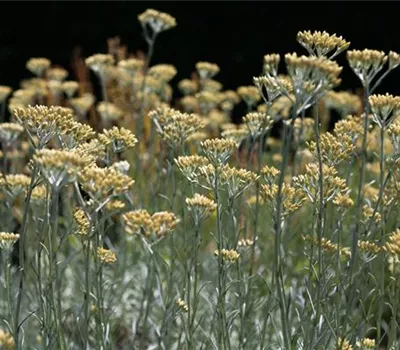 Helichrysum italicum Helichrysum italicum