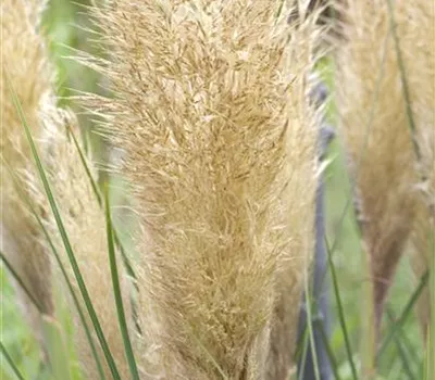 Cortaderia selloana Cortaderia selloana