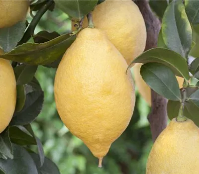 Citrus limon Citrus limon