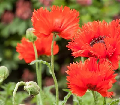 Papaver orientale i.S.