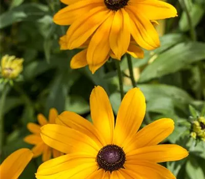 Rudbeckia i.S.