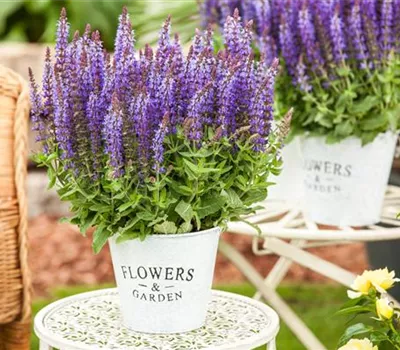 Salvia nemorosa sensation