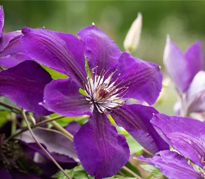 Clematis 'Jackmanii Superba' Clematis 'Jackmanii Superba'