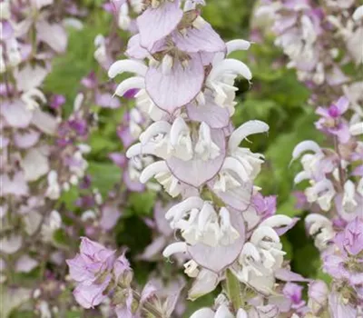 Salvia sclarea