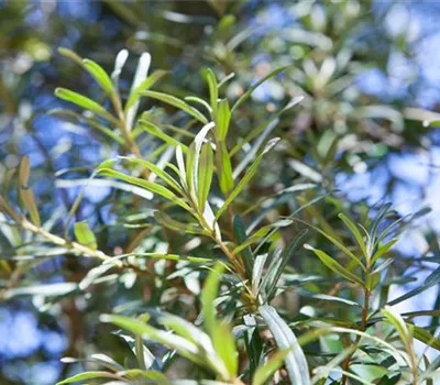 Hippophae rhamnoides 'Pollmix'