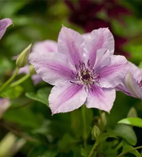 Clematis 'Nelly Moser'