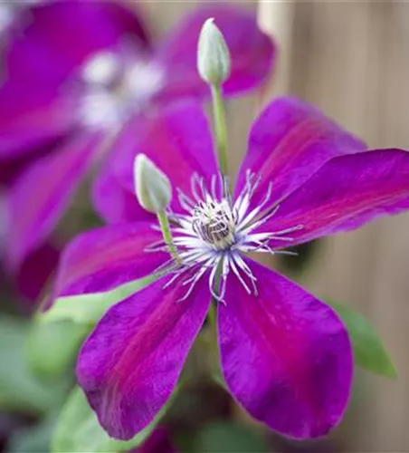 Clematis 'Red Pearl'