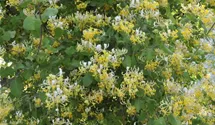 Lonicera japonica 'Halliana'