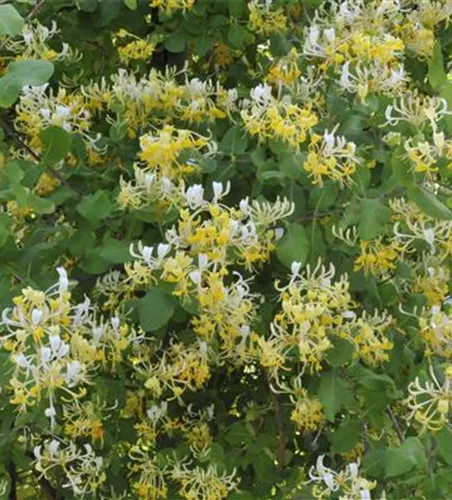 Lonicera japonica 'Halliana'