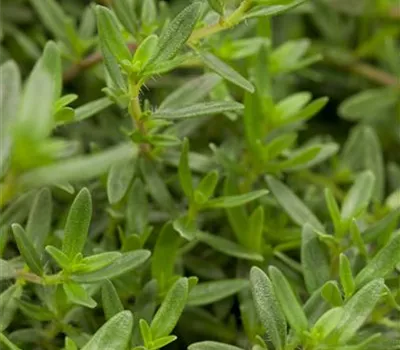 Satureja montana 'Bolero' Satureja montana 'Bolero'