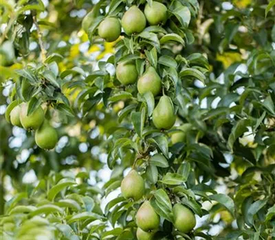 Pyrus com.'Gräfin von Paris' CAC Pyrus com.'Gräfin von Paris' CAC
