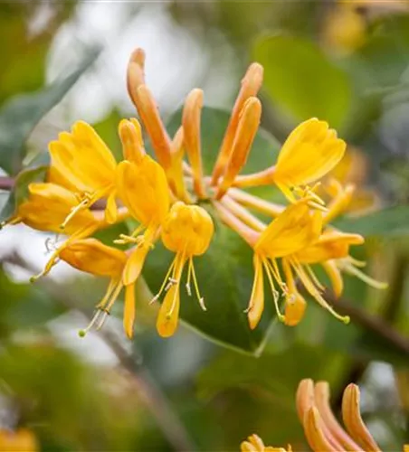 Lonicera tellmanniana