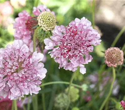 Scabiosa Scabiosa