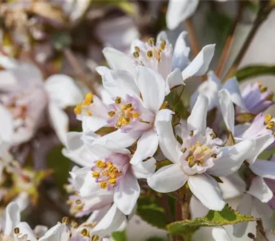Deutzia kalmiiflora