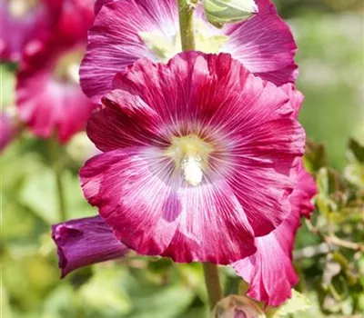 Alcea rosea i.S.