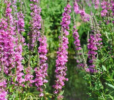 Lythrum salicaria 'Robert'