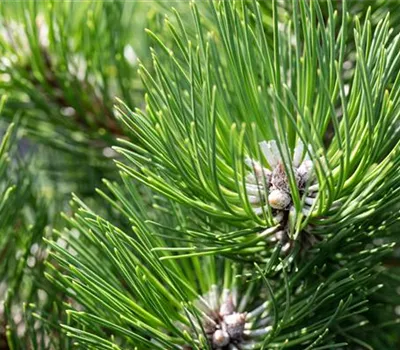 Pinus nigra 'Schwarzenberg' Pinus nigra 'Schwarzenberg'