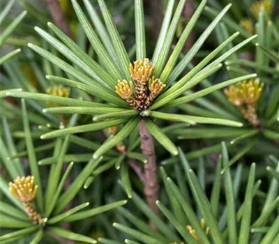 Sciadopitys verticillata 'Beauty Green' Sciadopitys verticillata 'Beauty Green'