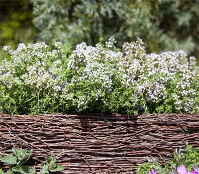 Thymus vulgaris Thymus vulgaris