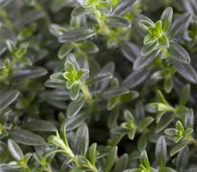Thymus vulgaris 'Faustini' Thymus vulgaris 'Faustini'