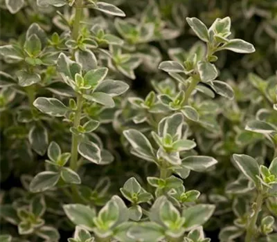 Thymus x citriodorus 'Foxley'